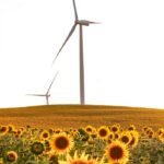 Home Vibrant sunflower field with wind turbines at sunset in Tekirdağ, Türkiye, symbolizing renewable energy.